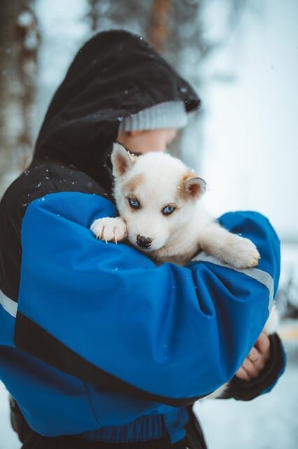 Rovaniemi: Early Winter Husky Sled Ride - The early-winter husky experience: what makes it feel special