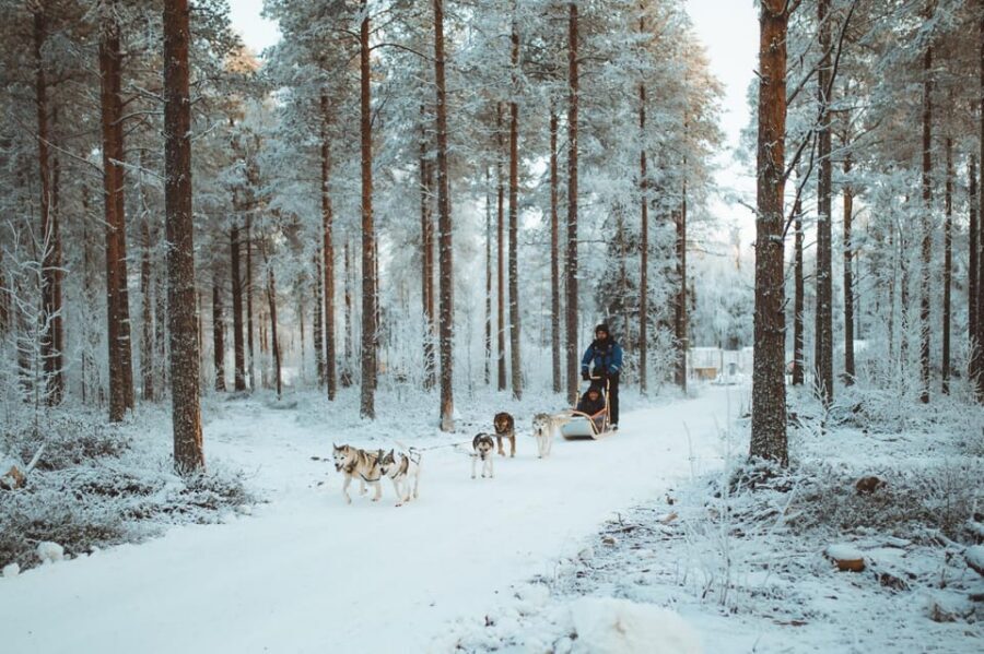Rovaniemi: Early Winter Husky Sled Ride - Petting and stories: why the husky time matters