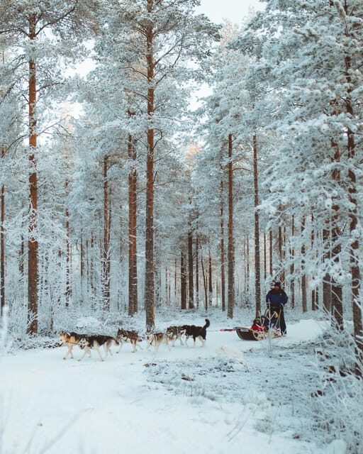 Rovaniemi: Early Winter Husky Sled Ride - Driving your sled on the 3 km musher safari