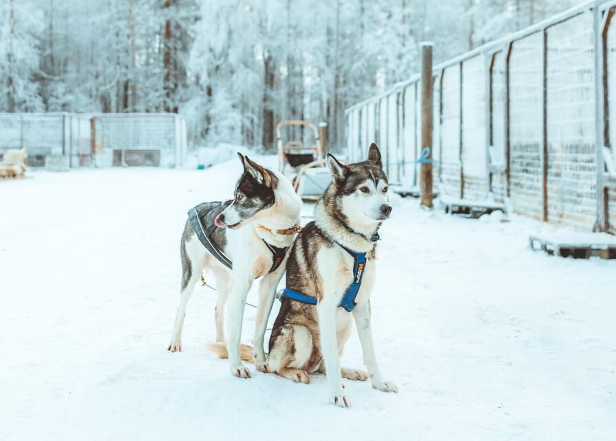 Rovaniemi: Early Winter Husky Sled Ride - Price and value: is $192 actually fair?
