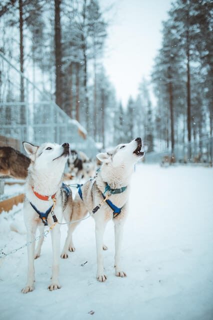 Rovaniemi: Early Winter Husky Sled Ride - Getting to Apukka Resort and the husky farm area