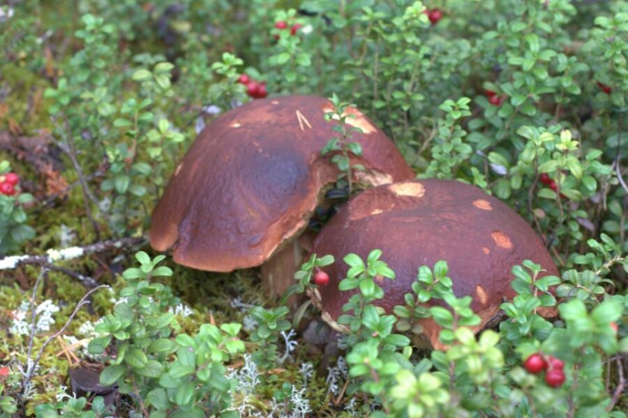 Rovaniemi forest foraging adventure: Pick, Prepare, Savor - Key Highlights You’ll Actually Care About