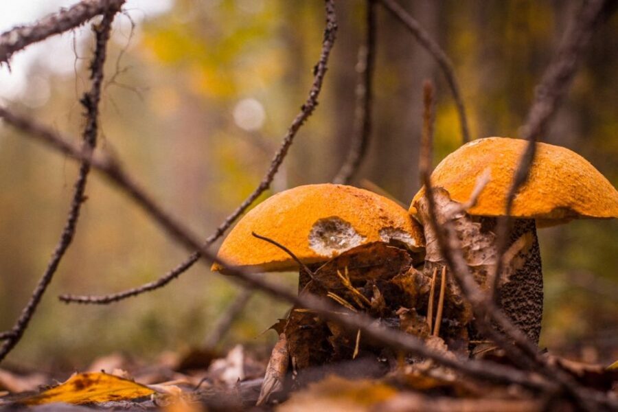 Rovaniemi forest foraging adventure: Pick, Prepare, Savor - Why Lapland’s Foraging Feels Different