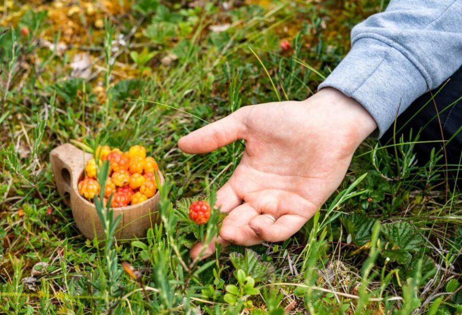 Rovaniemi forest foraging adventure: Pick, Prepare, Savor - Cooking Mushroom Soup on the Open Fire