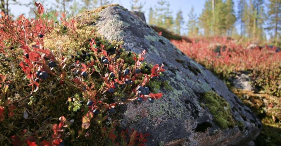 Rovaniemi forest foraging adventure: Pick, Prepare, Savor - Price and Value: What $135 Really Buys