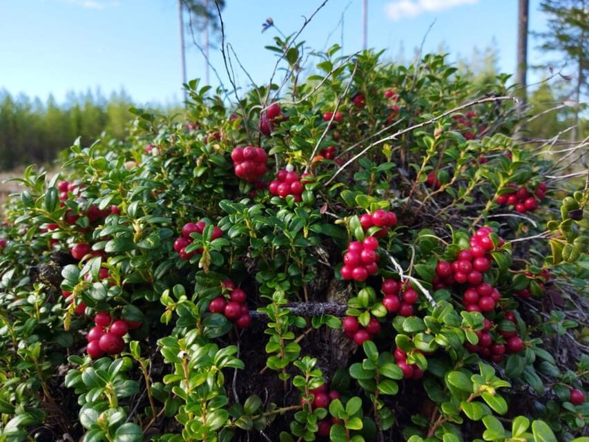 Rovaniemi forest foraging adventure: Pick, Prepare, Savor - What to Bring (and How to Show Up Ready)