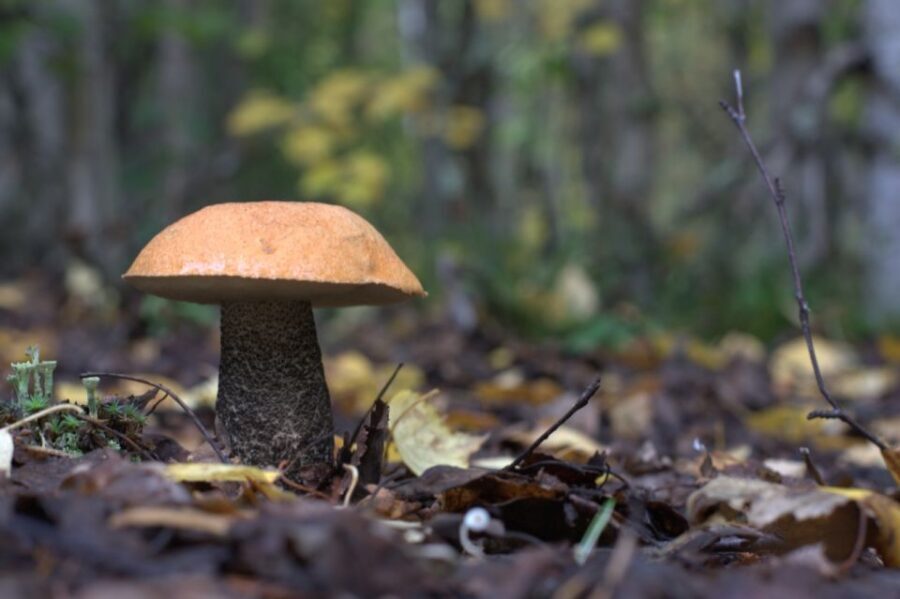 Rovaniemi forest foraging adventure: Pick, Prepare, Savor - Who This Tour Is Best For
