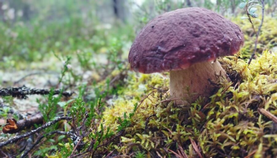 Rovaniemi forest foraging adventure: Pick, Prepare, Savor - Hotel Pickup to Tahtamankuja: Getting Into the Right Rhythm