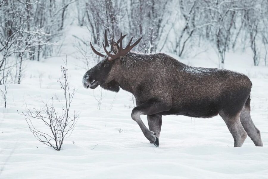Rovaniemi: Full-Day Highlights Tour with Buffet Lunch - Should You Book This Tour?