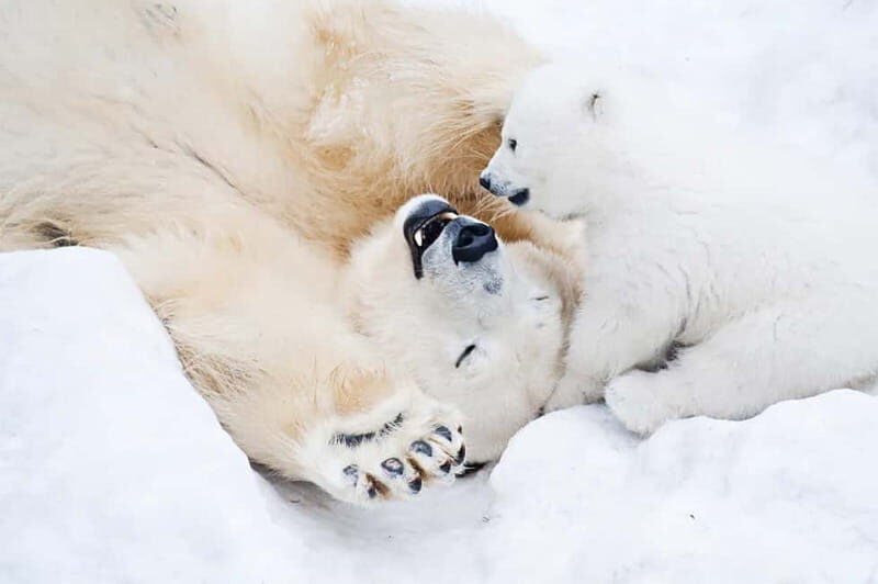 Rovaniemi: Full-Day Highlights Tour with Buffet Lunch - Rovaniemi in One Day: Why This Tour Fits Lapland Trips