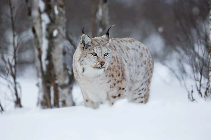 Rovaniemi: Full-Day Highlights Tour with Buffet Lunch - Husky and Reindeer Farms: Short Rides With Real Arctic Energy
