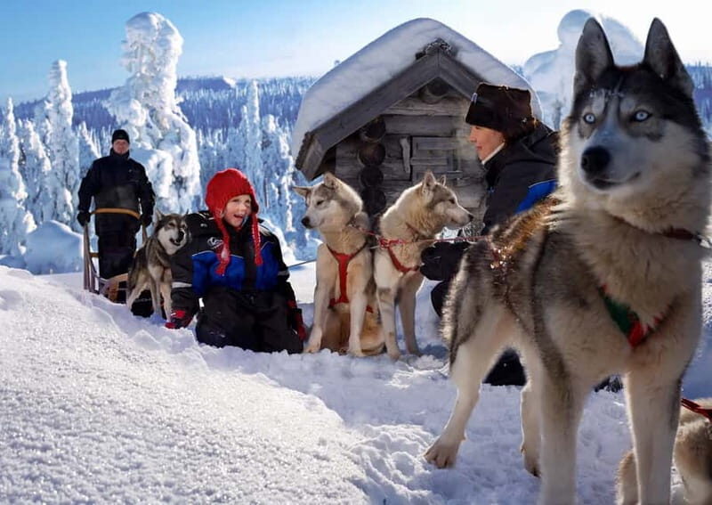 Rovaniemi: Full-Day Highlights Tour with Buffet Lunch - Lunch in the Mix: Buffet Food That Keeps the Day Moving