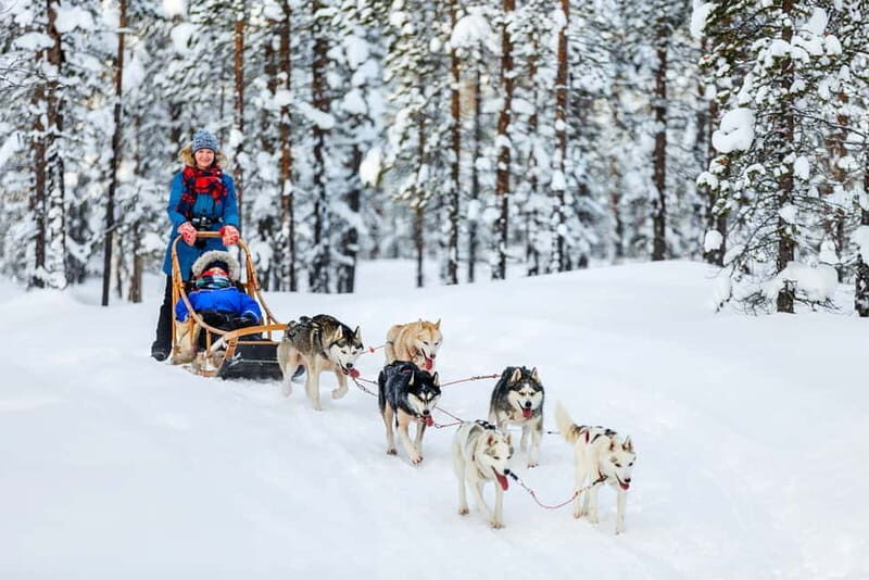 Rovaniemi: Full-Day Highlights Tour with Buffet Lunch - Price and Value: Is $294 Worth It?