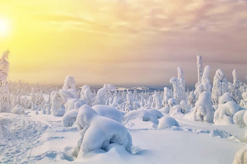 Rovaniemi: Full-Day Highlights Tour with Buffet Lunch - Who Should Book This Tour (And Who Might Prefer Something Else)
