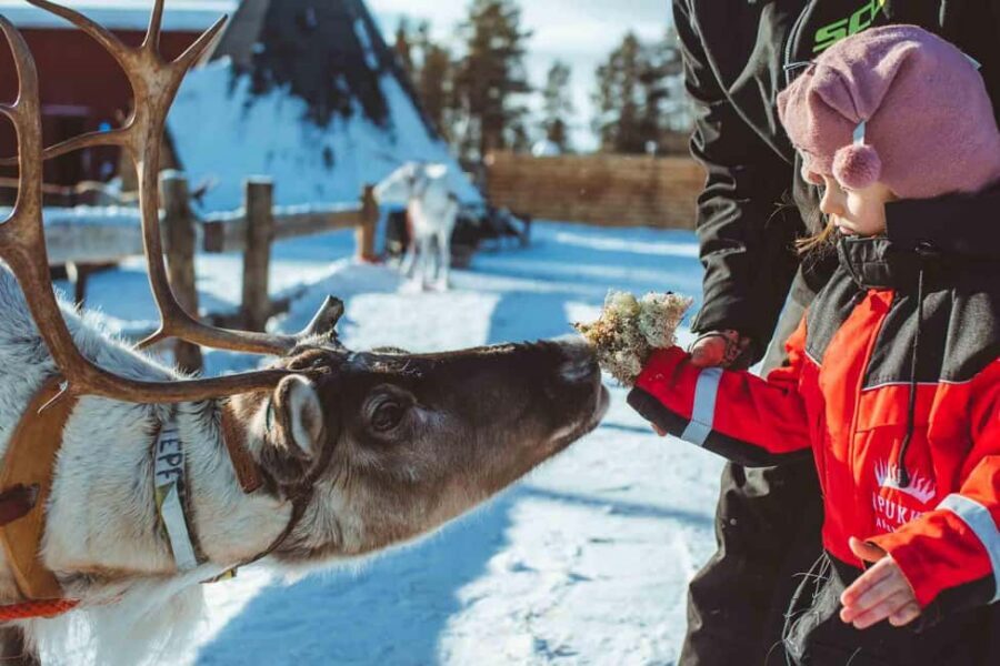 Rovaniemi: Full-Day Snow and Fun Activities - Getting picked up in Rovaniemi (and avoiding the stress)