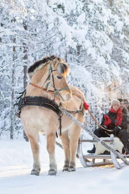 Rovaniemi: Horse Sleigh Ride under the Night Sky - Key Highlights Worth Your Attention