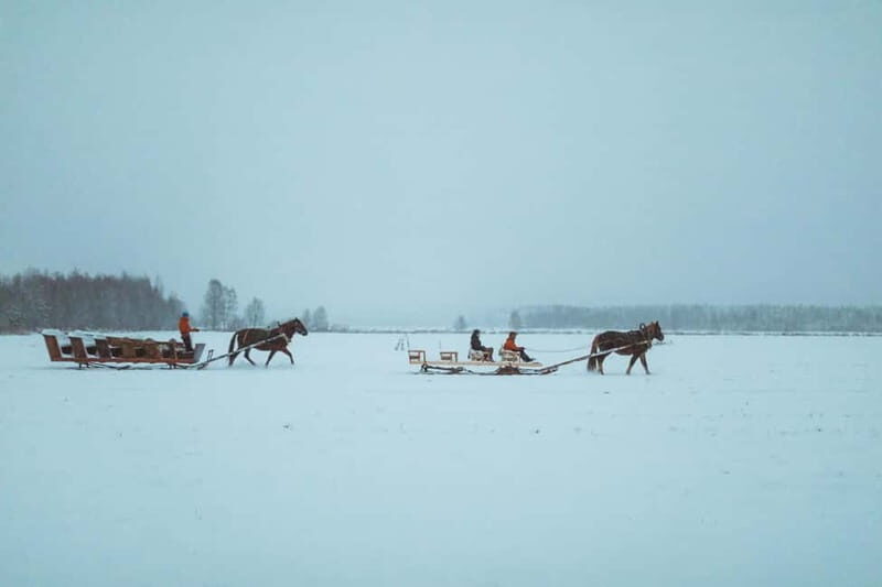Rovaniemi: Horse Sleigh Ride under the Night Sky - The 3 km Horse Sled Experience: Slow Snow, Real Quiet