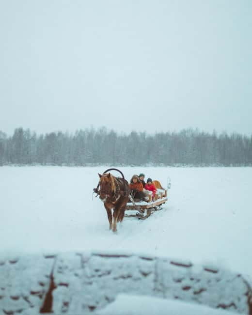 Rovaniemi: Horse Sleigh Ride under the Night Sky - What’s Included: Winter Gear, Food, Guide, and Transport
