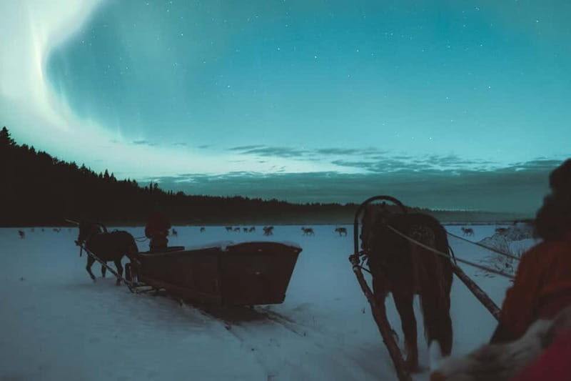 Rovaniemi: Horse Sleigh Ride under the Night Sky - Who Should Book This (and Who Might Want Another Option)