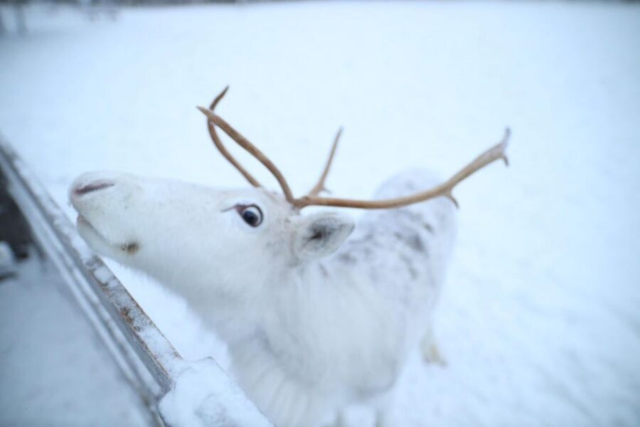 Rovaniemi: Husky and reindeer farm visit with sleigh rides - Husky and Reindeer in 4 Hours: The Big Picture