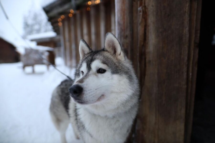 Rovaniemi: Husky and reindeer farm visit with sleigh rides - Price and Value: What the $212 Gets You (and When It Changes)