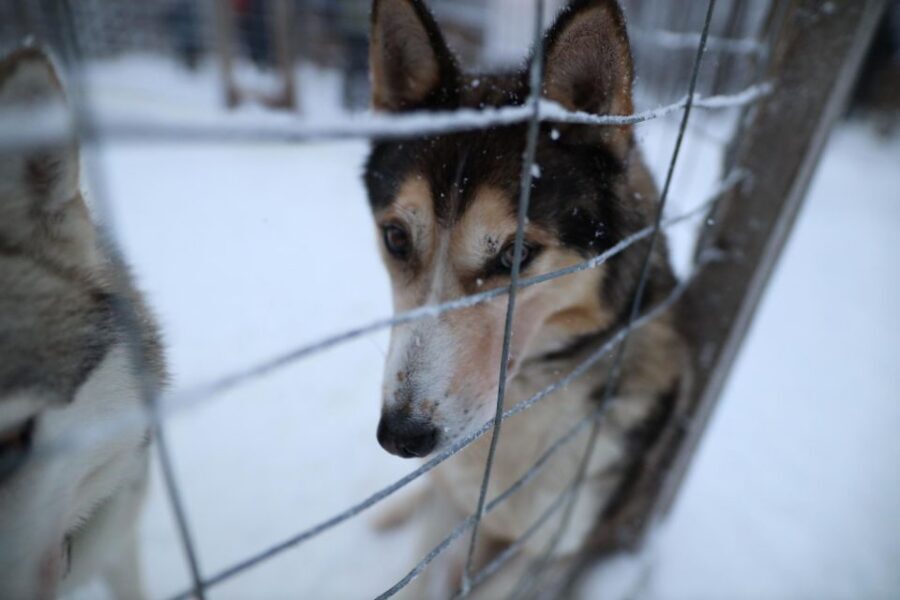 Rovaniemi: Husky and reindeer farm visit with sleigh rides - Who This Fits Best: Families, Animal Lovers, and First-Timers