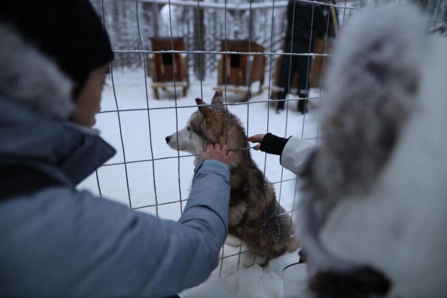Rovaniemi: Husky and reindeer farm visit with sleigh rides - Practical Details That Make or Break the Day