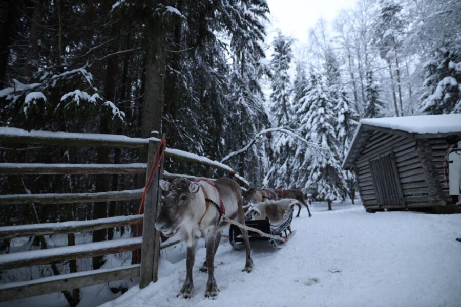 Rovaniemi: Husky and reindeer farm visit with sleigh rides - So, Should You Book This Husky and Reindeer Tour?