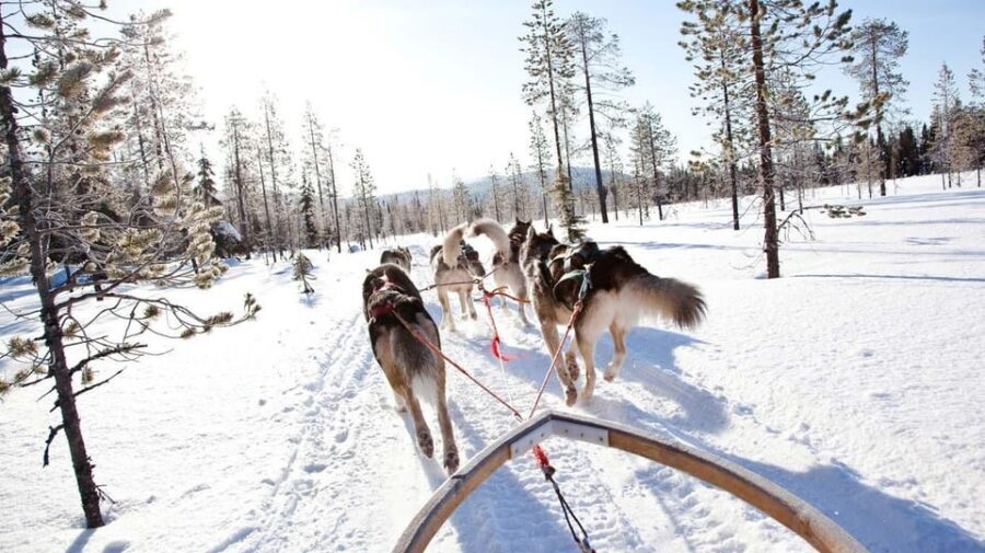 Rovaniemi: Husky and Reindeer farm with sleigh ride - Reindeer farm: feeding, questions, and herding reality