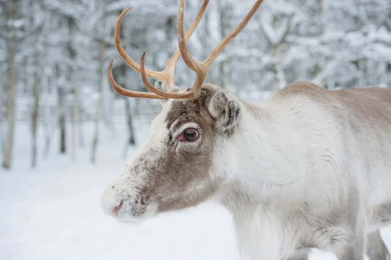 Rovaniemi: Husky Farm and Reindeer Experience - Should You Book This Husky Farm and Reindeer Experience?
