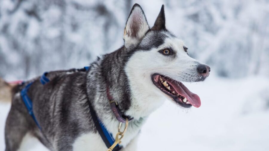 Rovaniemi: Husky Farm Visit with a Sledge Ride - Learning From the Mushers: More Than Just Cuddles