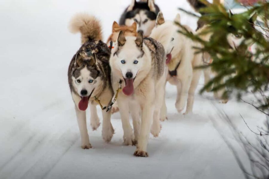 Rovaniemi: Husky Safari & Campfire BBQ – 6‑10 km Self‑Drive - Key things I think you’ll care about