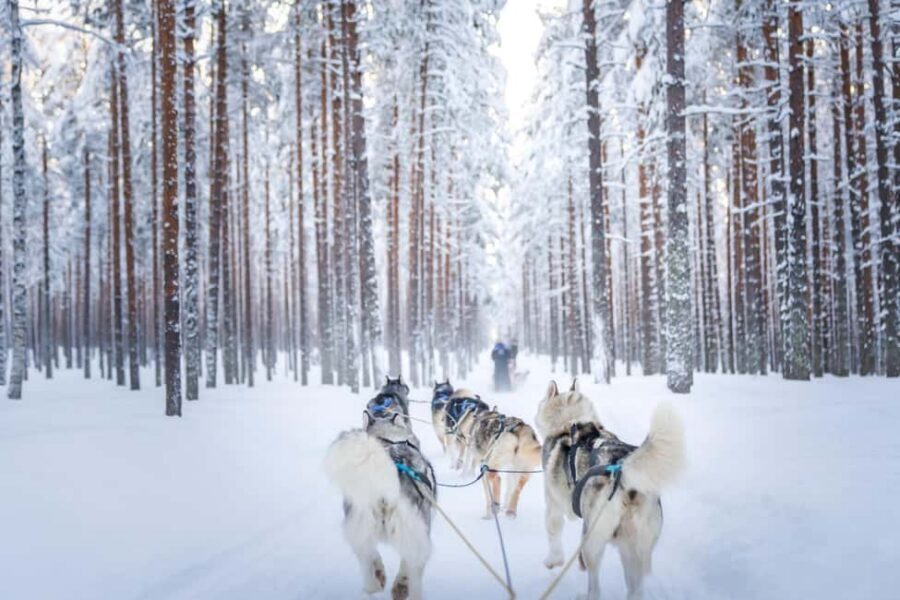 Rovaniemi: Husky Safari & Campfire BBQ – 6‑10 km Self‑Drive - Should you book the Rovaniemi Husky Safari & Campfire BBQ