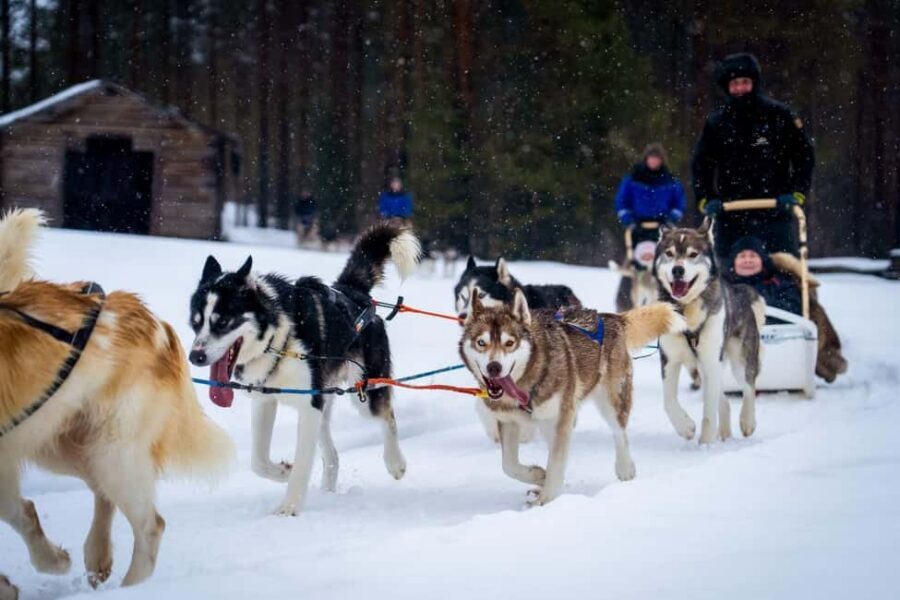 Rovaniemi: Husky Safari & Campfire BBQ – 6‑10 km Self‑Drive - Rovaniemi Husky Safari by Self-Drive: The vibe you’re signing up for