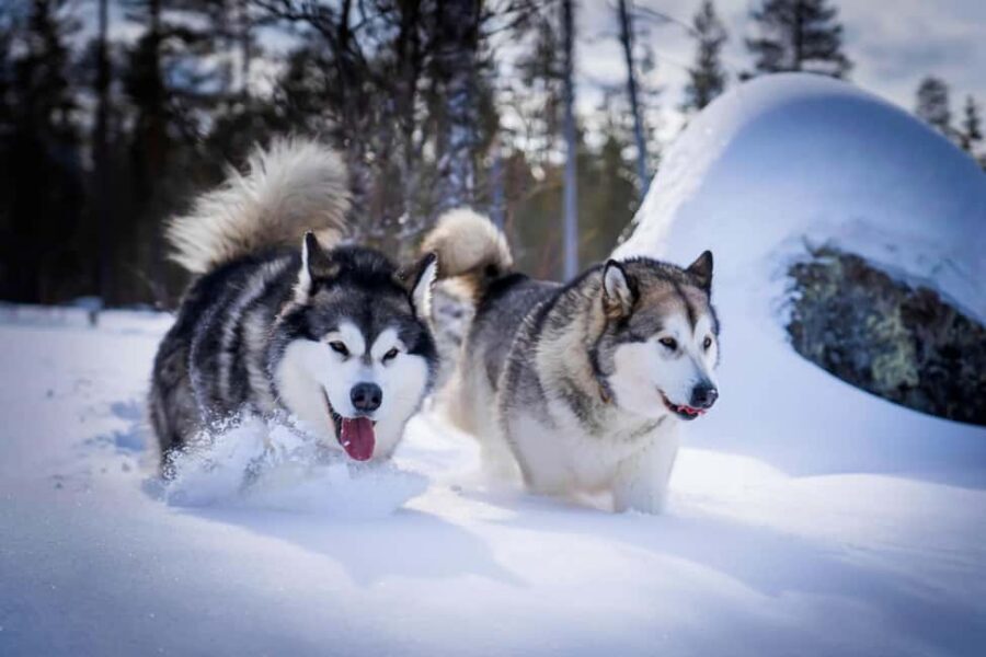 Rovaniemi: Husky Safari & Campfire BBQ – 6‑10 km Self‑Drive - The 6–10 km self-driving mushing section: learning fast, staying safe