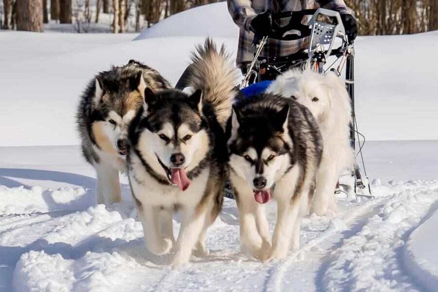 Rovaniemi: Husky Safari & Campfire BBQ – 6‑10 km Self‑Drive - Campfire BBQ after the run: why this finish is smart
