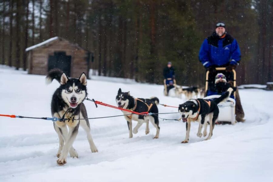 Rovaniemi: Husky Safari & Campfire BBQ – 6‑10 km Self‑Drive - Price and value: what $249 is really buying
