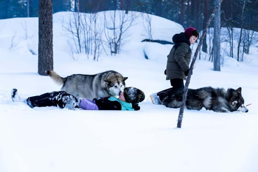 Rovaniemi: Husky Safari & Campfire BBQ – 6‑10 km Self‑Drive - Who should book this husky safari, and who might want a different plan