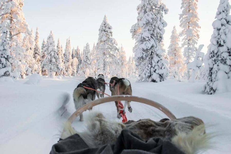 Rovaniemi: Husky Sled Ride and Farm Visit - Rovaniemi Husky Sled Ride: The Two-Hour Reality Check