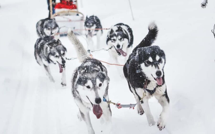 Rovaniemi: Husky Sled Ride and Farm Visit - On the Sleigh: Safety Briefing and 500–800 Meters of Speed