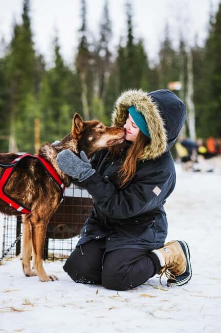 Rovaniemi: Husky Sled Ride and Farm Visit - Warming Up in the Heated Hut: Hot Drinks and Cookies