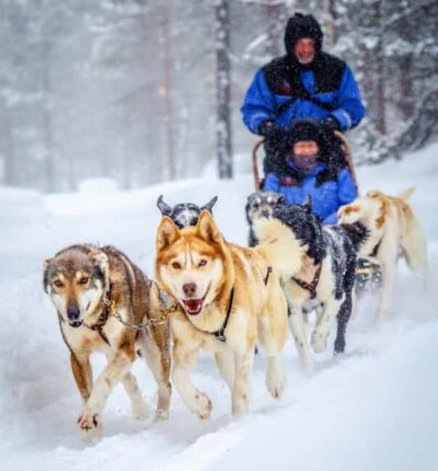 Rovaniemi: Husky Sled Ride and Farm Visit - Getting picked up in central Rovaniemi (and what to expect)