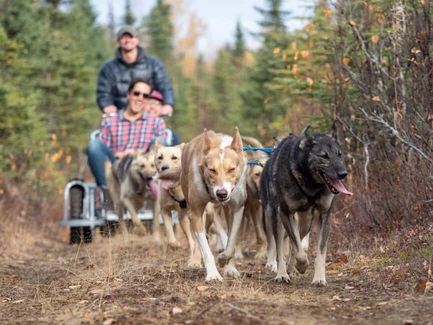Rovaniemi: Husky Sled Ride and Farm Visit - Price and Value: Is $117 Worth a Short Ride?