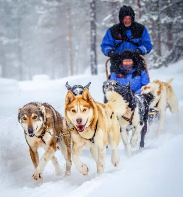 Rovaniemi: Husky Sled Ride and Farm Visit - Farm Visit Time: Puppies-with-attitude, Photos, and Cuddles