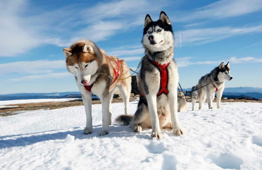 Rovaniemi: Husky Sled Ride with Hotel Transfer - After the ride: cuddles and photos happen fast
