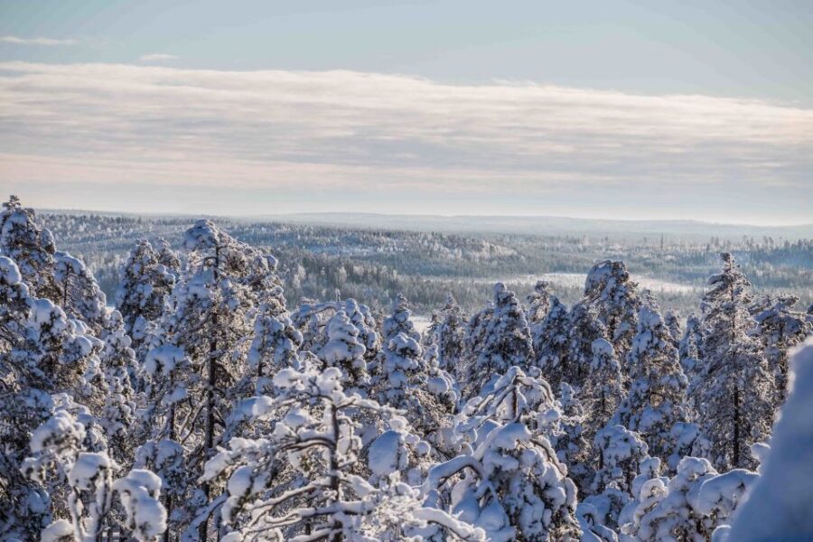 Rovaniemi: Nordic Forest Wilderness Adventure - Pace, Effort, and What to Expect on the Ground