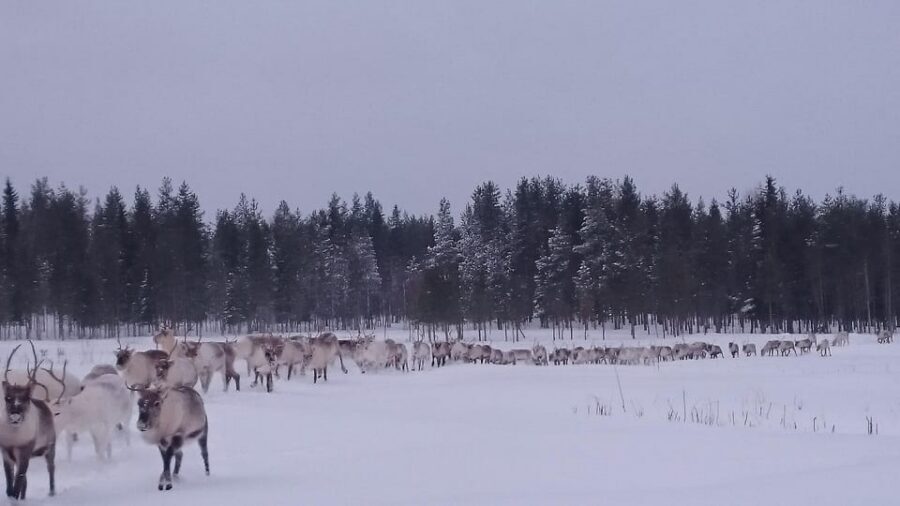 Rovaniemi: Private Reindeer Farm Visit and Walk-Along - Key takeaways before you go
