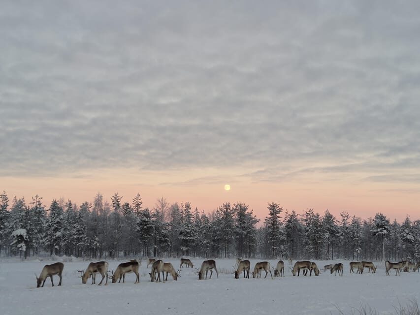 Rovaniemi: Private Reindeer Farm Visit and Walk-Along - Why this private reindeer farm near Rovaniemi feels special