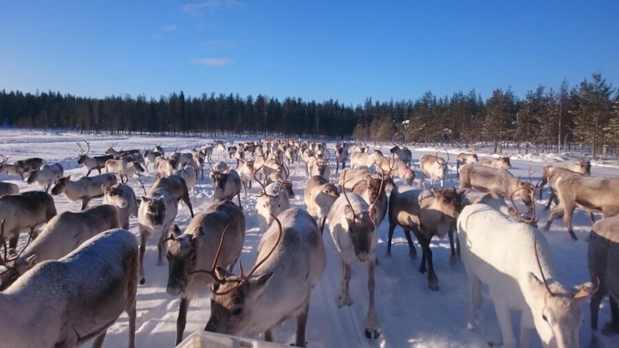 Rovaniemi: Private Reindeer Farm Visit and Walk-Along - Snowmobile sledge arrival: the pasture ride that sets the mood