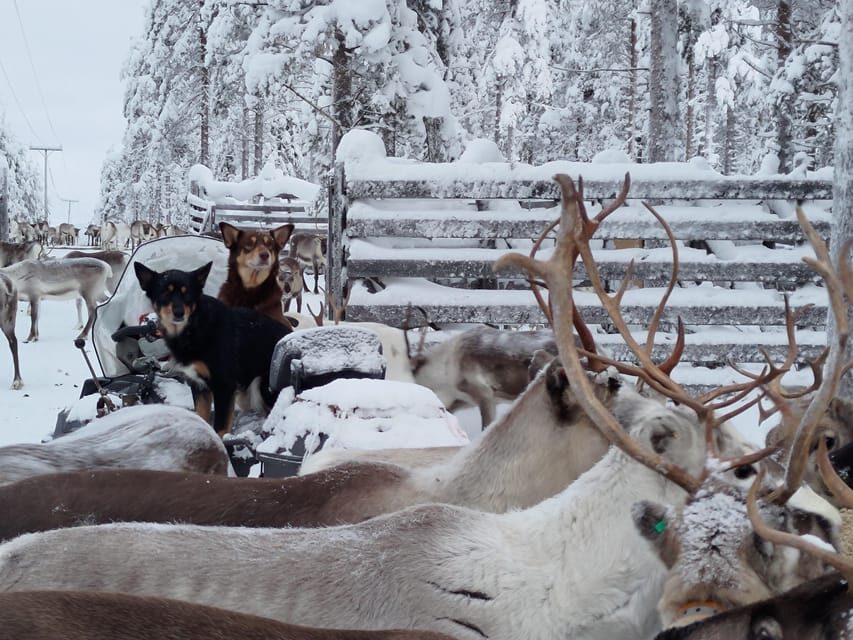 Rovaniemi: Private Reindeer Farm Visit and Walk-Along - First feeding stop: lichen in your hand and close-up behavior